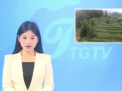 春茶采后忙管护 夏秋茶叶保丰产